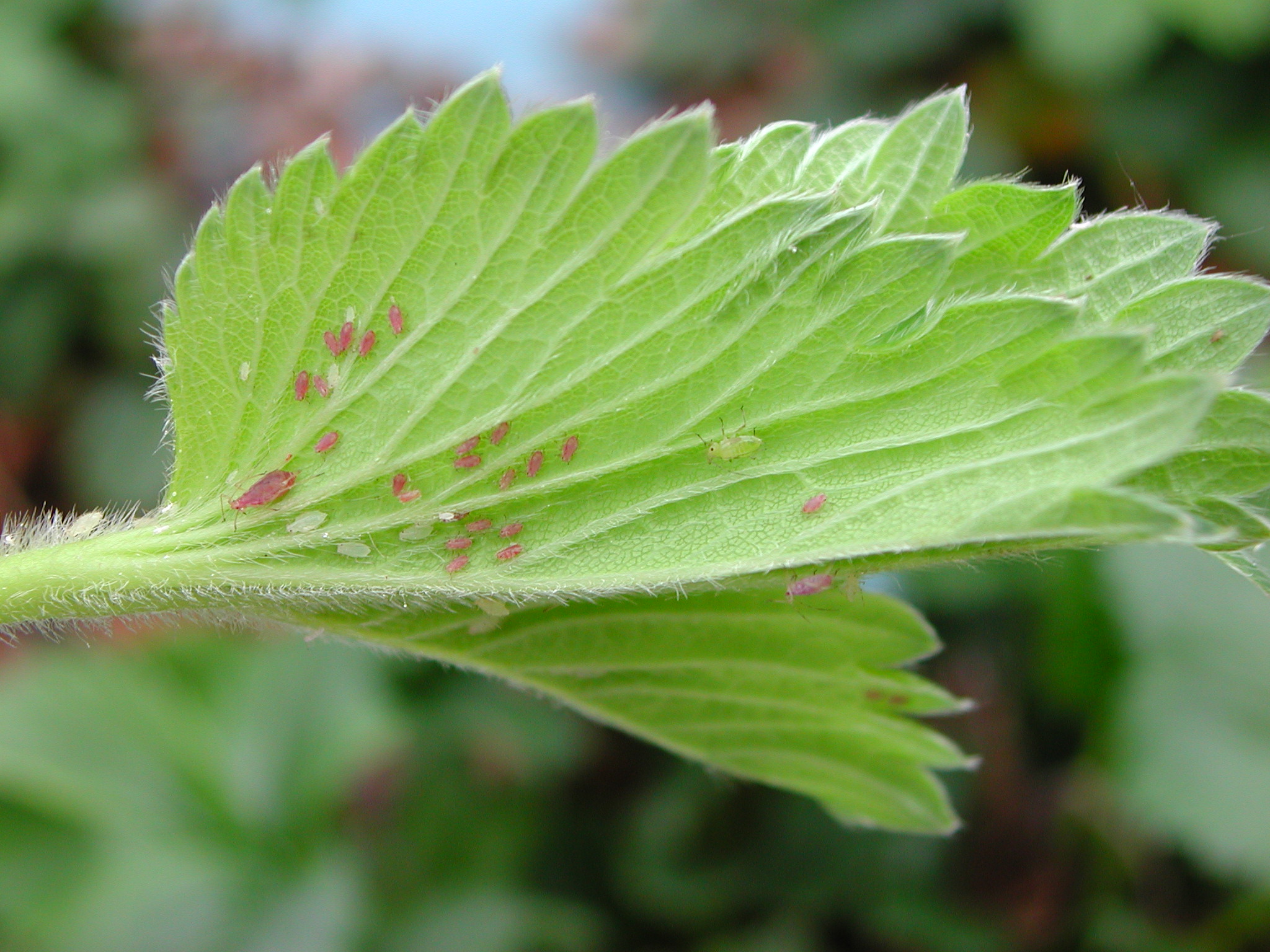 Mixed pink and green forms of potato aphids on a strawberry leaf. Copyright NIAB EMR.